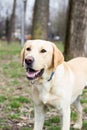 Labrador retriever dog waiting for you to throw the ball Royalty Free Stock Photo