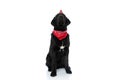 Labrador retriever dog wearing a birthday hat and bandana Royalty Free Stock Photo