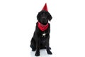Labrador retriever dog wearing a red birthday hat and bandana Royalty Free Stock Photo