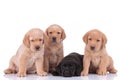 Labrador retriever dogs looking away and resting head pensive Royalty Free Stock Photo