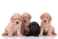 Labrador retriever dogs sitting and  looking away pensive Royalty Free Stock Photo
