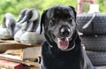 Labrador Retriever duck hunting dog with Canada Goose Decoys Royalty Free Stock Photo