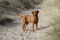 Labrador Retriever in the dunes