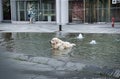 A Labrador Retriever is enjoying the cold water of a mini fountain in the heart of Milan