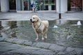 A Labrador Retriever is enjoying the cold water of a mini fountain in the heart of Milan