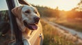 Labrador Retriever Enjoying a Sunset Car Ride ,Happy Travel Concept Royalty Free Stock Photo