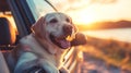 Labrador Retriever Enjoying a Sunset Car Ride ,Happy Travel Concept Royalty Free Stock Photo