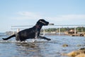 Labrador retriever fetching stick from the sea Royalty Free Stock Photo