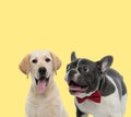 Labrador retriever and french bulldog dogs sticking out tongue Royalty Free Stock Photo