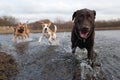 Labrador Retriever and friends