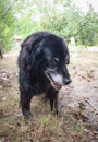 Labrador retriever in garden