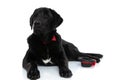 Labrador retriever gentleman dog laying down next to his hat Royalty Free Stock Photo