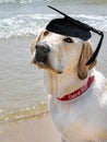 Labrador Retriever 2022 Graduate Royalty Free Stock Photo