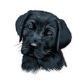 Labrador retriever head portrait, black puppy from multicolored paints. Splash of watercolor, colored drawing, realistic Royalty Free Stock Photo