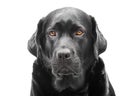 Close-up portrait of a black adult dog. Labrador retriever isolate Royalty Free Stock Photo