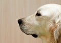 Labrador retriever, Labrador retriever portrait close up, only head crop, labrador in brown cream background looking straight Royalty Free Stock Photo