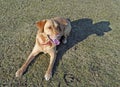 Labrador retriever laying down