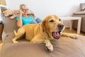 Labrador retriever lies on a seating furniture with a phoning woman in background Royalty Free Stock Photo