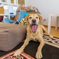 Labrador retriever lies on a seating furniture with a phoning woman in background Royalty Free Stock Photo