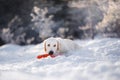 A Labrador Retriever lies in the snow, clutching a red toy