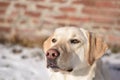 A Labrador Retriever Looking Ahead