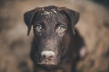 Labrador retriever looking like use the eye appeal to his owner Royalty Free Stock Photo