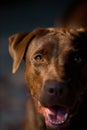 Labrador retriever looking like use the eye appeal to his owner. Royalty Free Stock Photo