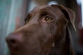 Labrador retriever looking like use the eye appeal to his owner. Royalty Free Stock Photo