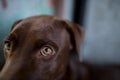 Labrador retriever looking like use the eye appeal to his owner. Royalty Free Stock Photo