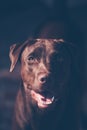 Labrador retriever looking like use the eye appeal to his owner. Royalty Free Stock Photo