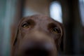 Labrador retriever looking like use the eye appeal to his owner. Royalty Free Stock Photo