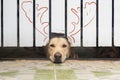 The Labrador Retriever looking to camera form  fence hole Royalty Free Stock Photo