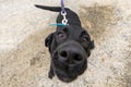 Labrador Retriever looking up at a close up lens