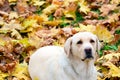 Labrador retriever lying at autumn leaves Royalty Free Stock Photo