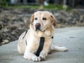 Labrador retriever lying on the floor Royalty Free Stock Photo