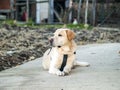 Labrador retriever lying on the floor Royalty Free Stock Photo