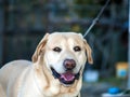 Labrador retriever lying on the floor Royalty Free Stock Photo