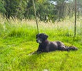 Labrador retriever lying in grass