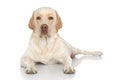 Labrador retriever lying Royalty Free Stock Photo