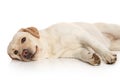 Labrador retriever lying on white background Royalty Free Stock Photo