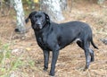 Labrador Retriever mix breed dog with hair loss flea allergy Royalty Free Stock Photo