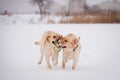 Labrador retriever-mother and her puppy Royalty Free Stock Photo