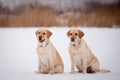 Labrador retriever-mother and her puppy Royalty Free Stock Photo