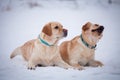 Labrador retriever-mother and her puppy Royalty Free Stock Photo