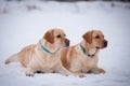 Labrador retriever-mother and her puppy Royalty Free Stock Photo