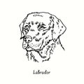 Labrador Retriever muzzle front view. Ink black and white doodle drawing in woodcut style Royalty Free Stock Photo