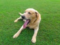 Labrador retriever panting Royalty Free Stock Photo