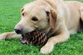 Labrador retriever and a pinecone