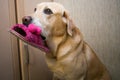 Labrador retriever with pink slipper