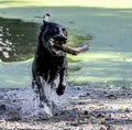 Labrador retriever playing fetch with a stick in the water. Royalty Free Stock Photo